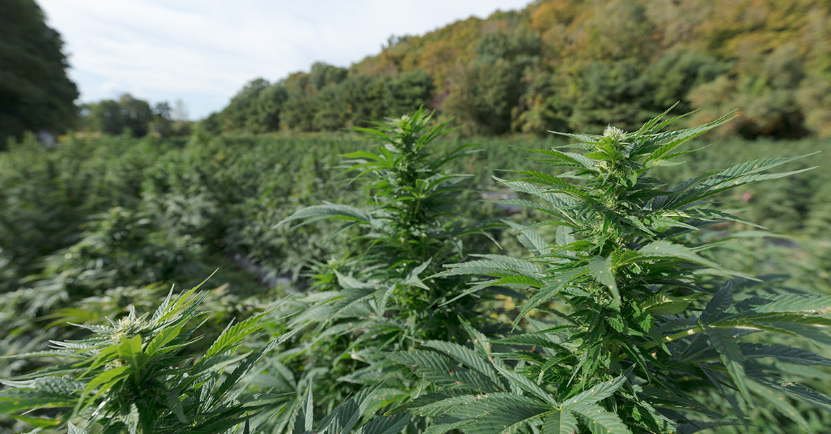 Harvesting Hemp